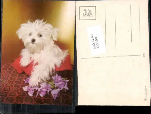 135959,Süsse Hunde Hund Blumen Puddel