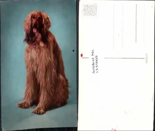 135960,Süsse Hunde Hund Collie
