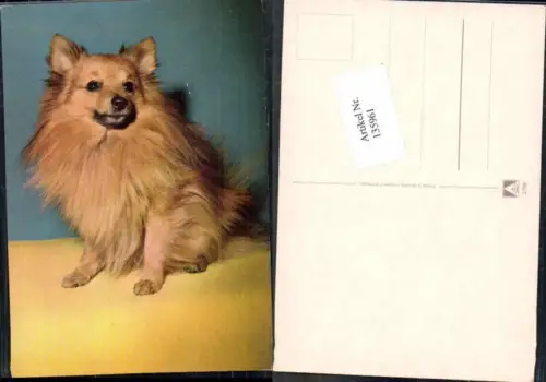 135961,Süsse Hunde Hund
