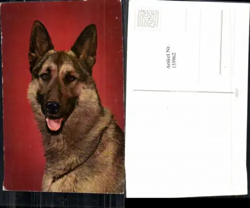 135962,Süsse Hunde Hund Schäfer Schäferhund