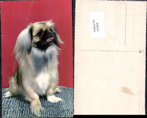 135964,Süsse Hunde Hund