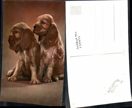 135971,Süsse Hunde Hund