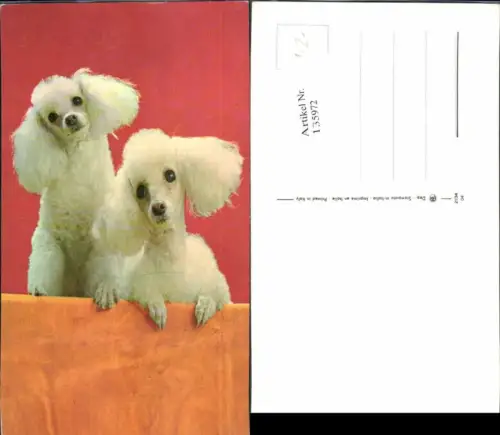 135972,Süsse Hunde Hund Puddel Pudel