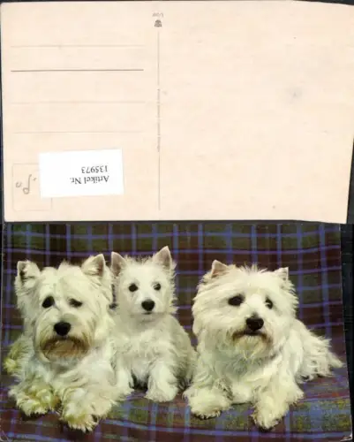 135973,Süsse Hunde Hund