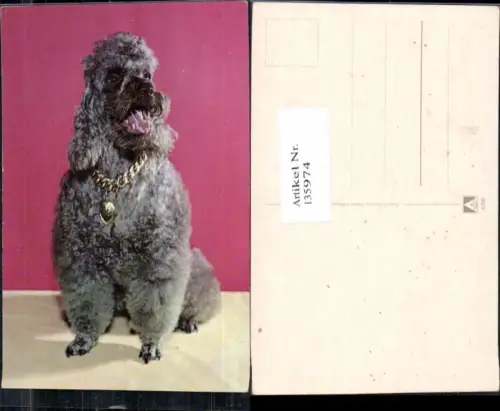 135974,Süsse Hunde Hund