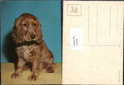 135975,Süsse Hunde Hund Cocker Spaniel