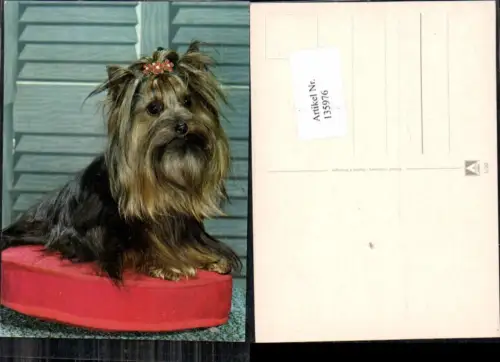 135976,Süsse Hunde Hund