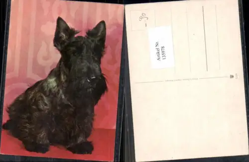 135978,Süsse Hunde Hund