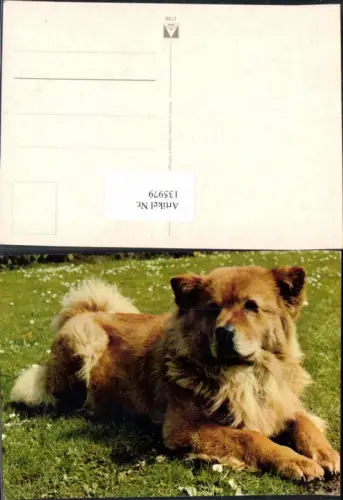 135979,Süsse Hunde Hund