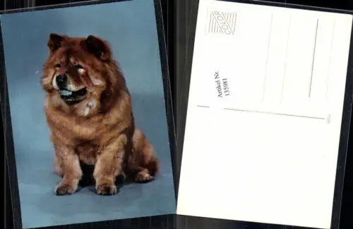 135981,Süsse Hunde Hund