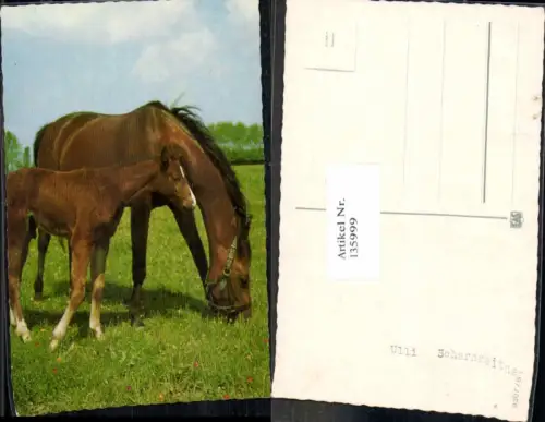 135999,Pferd Pferde Fohlen