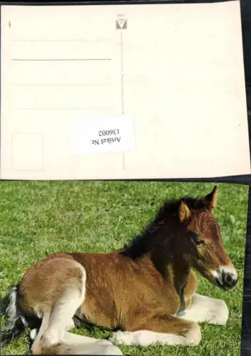 136002,Pferde Pferd