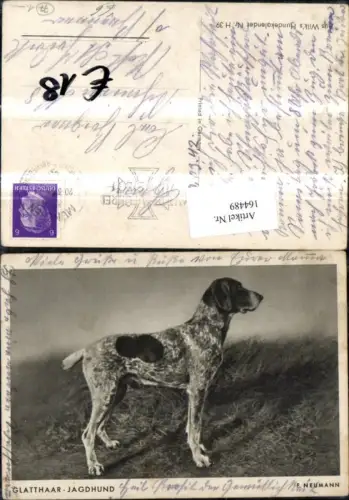 164489,Hund Glatthaar Jagdhund pub Wilks Hundekalender Nr H 39
