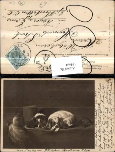 164494,Hund Hunde liegen b. Hut Feder