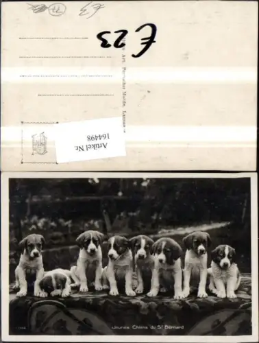 164498,Hund Hunde Süsse Welpen Bernhardiner