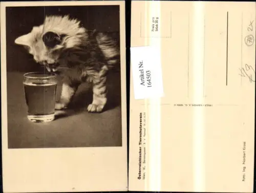 164503,Katze m. Wasserglas Glas pub Österreichischer Tierschutzverein