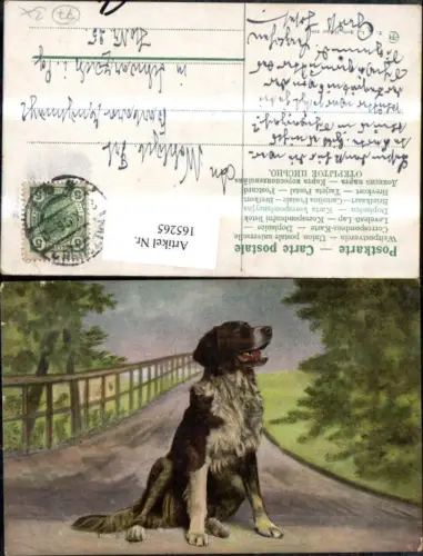 165265,Hund sitzend a. Weg Bäume