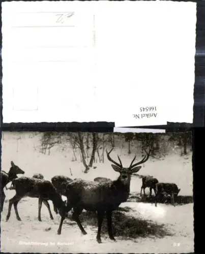 166545,Foto Ak Hirschfütterung b. Mariazell Hirsche Wild Rehe