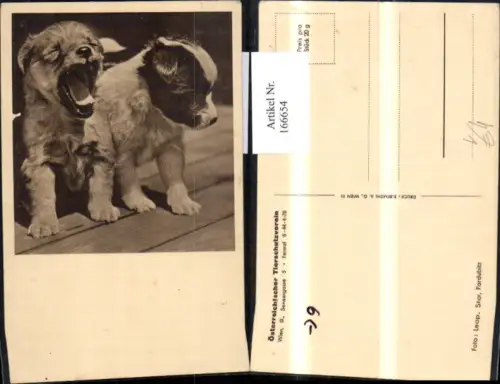 166654,Hunde Hund Welpen pub Österreichischer Tierschutzverein