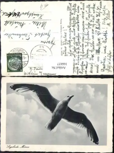 166657,Segelnde Möwe