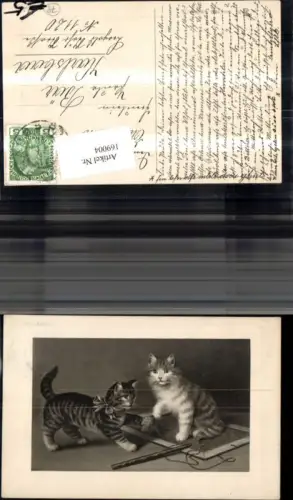169004,Tier Katze Katzen Schleife Tafel Schwamm