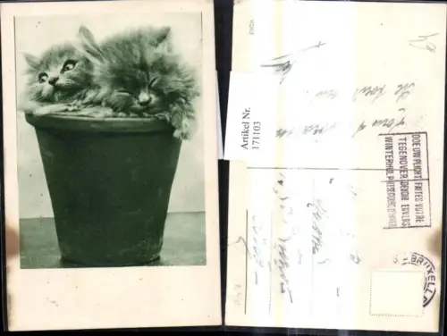 171103,Katzen i. Tontopf Blumentopf