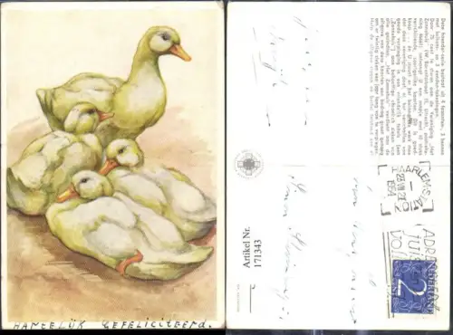 171343,Künstler Ak Gänse Junggänse
