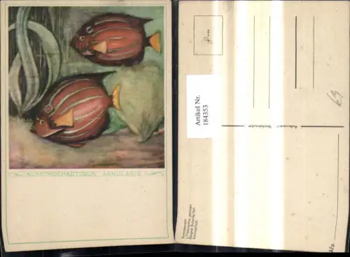 184353,Künstler Ak Acanthochaetodon Annularis Fisch Fische Köningsfisch