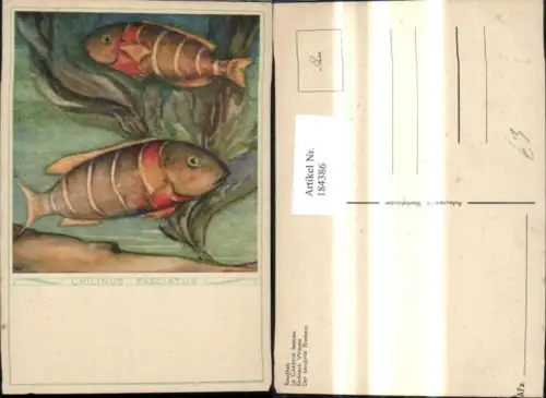 184386,Künstler Ak Chilinus Fasciatus Fisch Fische Der bandirte Brassem