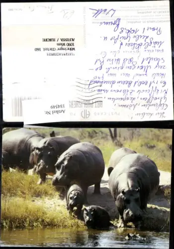 184549,Tiere Hippopotamus Seekoei Flusspferd