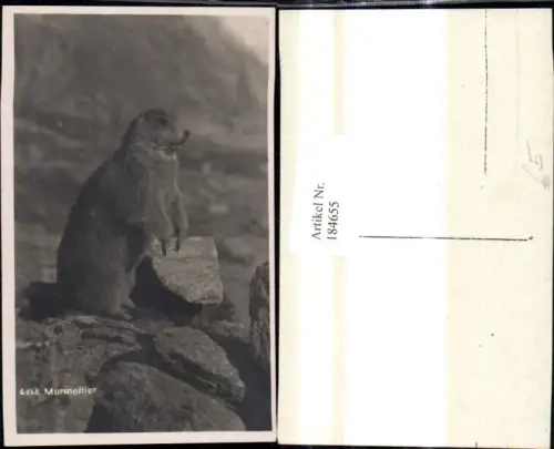 184655,Foto Ak Tiere Murmeltier a. Felsen