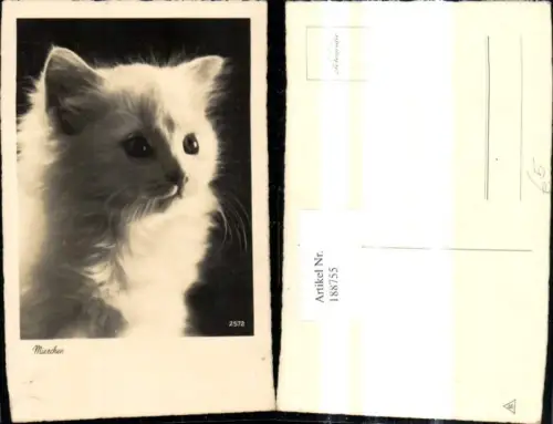 188755,Foto Ak Katze Tier Miezchen