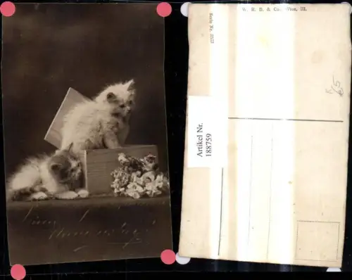 188759,Künstler Ak Katzen Tiere Katzenkinder Holzkiste Blumen Namenstag