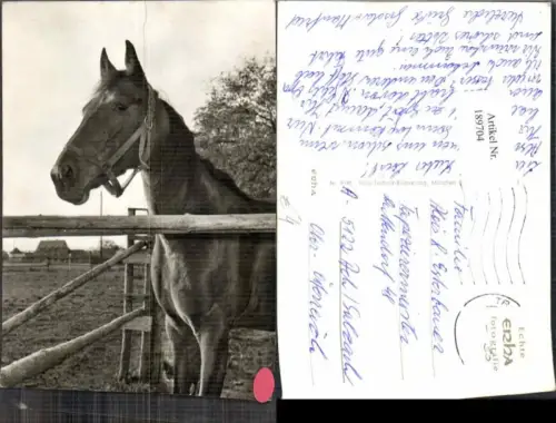 189704,Tolle AK Pferd Nahaufnahme