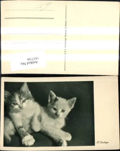 193730,Tier Foto Ak H. Limberger Katzen