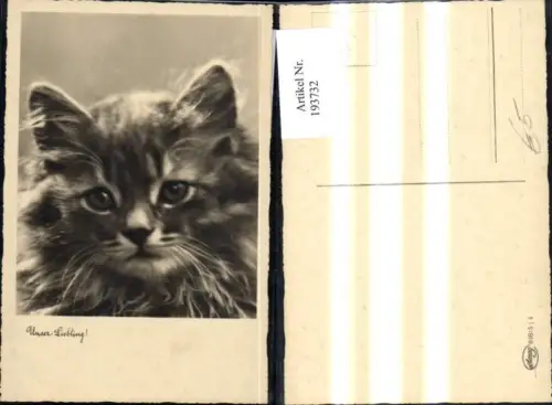 193732,Tier Foto Ak Katze Unser Liebling