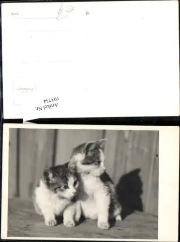 193734,Tier Foto Ak Katzen