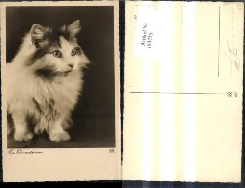 193735,Tier Foto Ak Katze Primadonna
