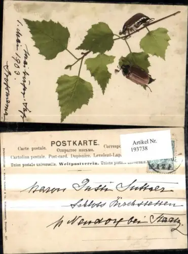 193738,Tier Maikäfer Käfer Birkenzweig Fröhliche Pfingsten