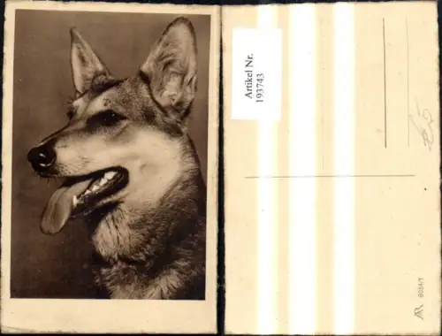 193743,Tier Hund Kopf
