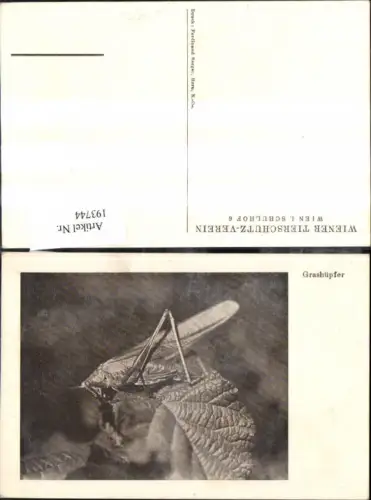 193744,Tier Grashüpfer am Blatt