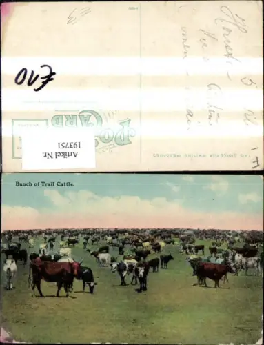 193751,Tier Bunch of Trail Cattle Rinder Kühe Stiere