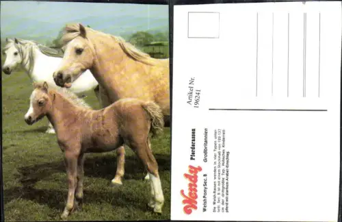 196241,Wendy Pferderassen Pferd Welsh Pony Sec. B Großbritanien