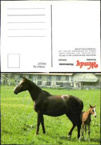 196247,Wendy Pferderassen Pferd Schweiz Einsiedler