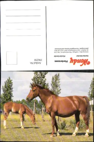 196250,Wendy Pferderassen Pferd Niederlande Gelderländer