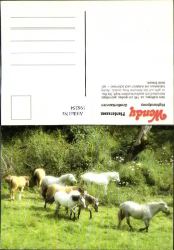 196254,Wendy Pferderassen Pferd Großbritanien Highlandpony