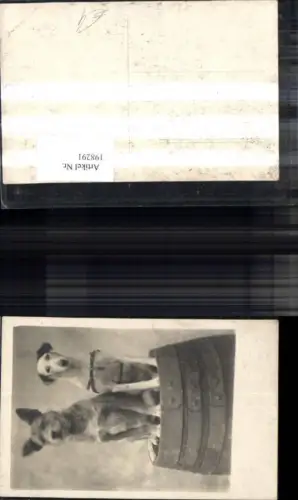 198291,Tier Hund Hunde a. Fass Foto Ak