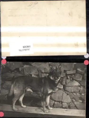 198308,Tier Hund Schäferhund