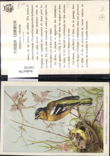 198328,Tier Vögel Nest Pinson commun Fringilla coelebs