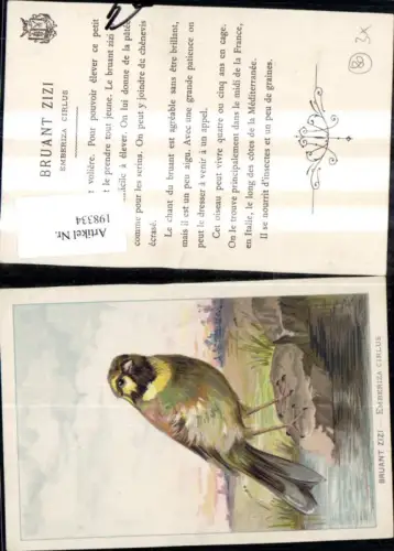 198334,Tier Vogel Bruant Zizi Emberiza Cirlus Vogel a. Stein